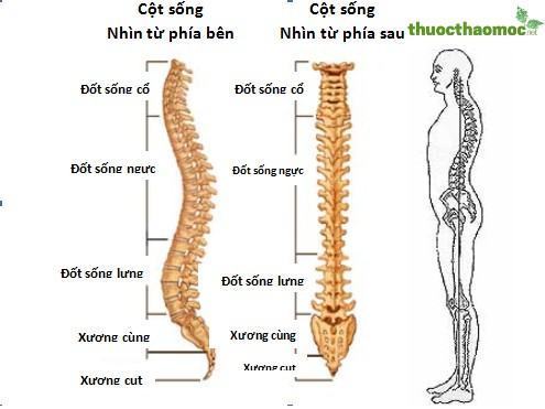 gai-cot-song-va-thoai-hoa-cot-song